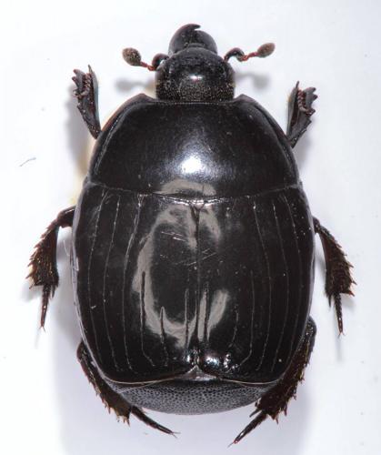 Margarinotus ignobilis